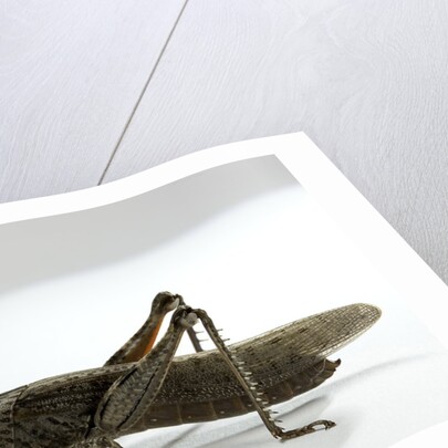 Anacridium aegyptium (egyptian locust) by Anonymous