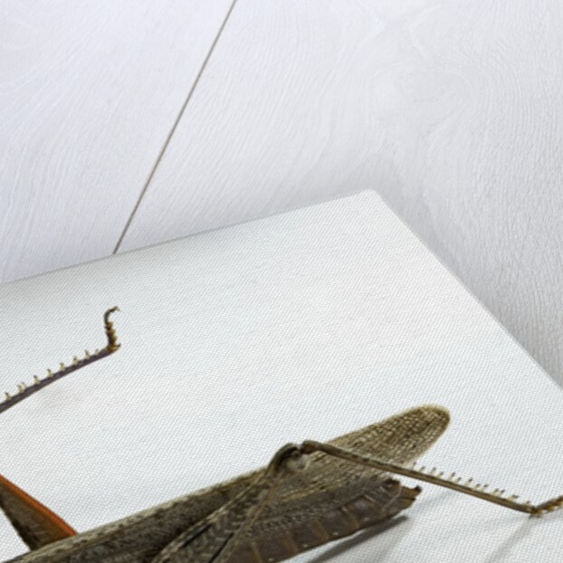 Anacridium aegyptium (egyptian locust) by Anonymous