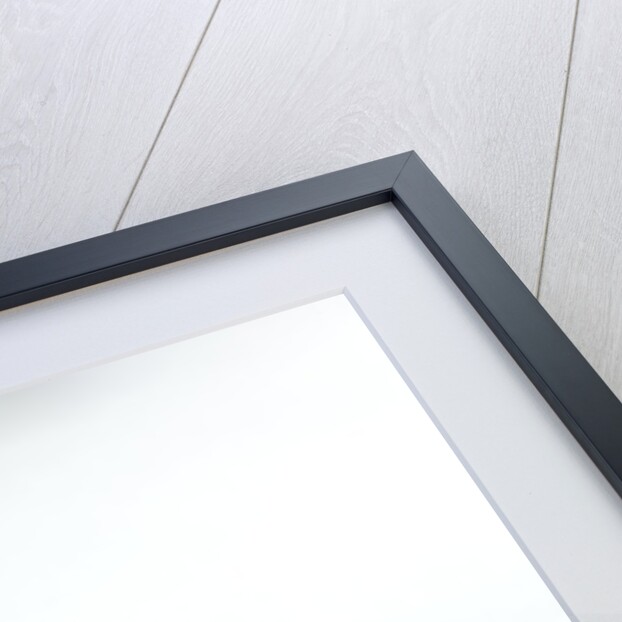 Anacridium aegyptium (egyptian locust) by Anonymous