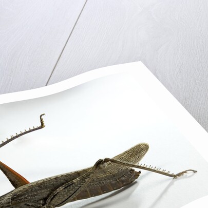 Anacridium aegyptium (egyptian locust) by Anonymous