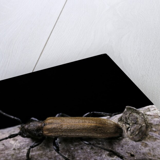 Anaesthetis testacea (longhorn beetle) by Anonymous