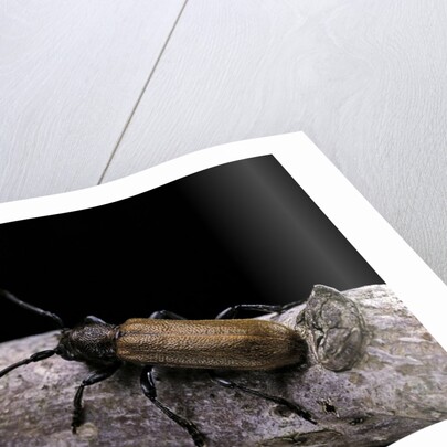 Anaesthetis testacea (longhorn beetle) by Anonymous
