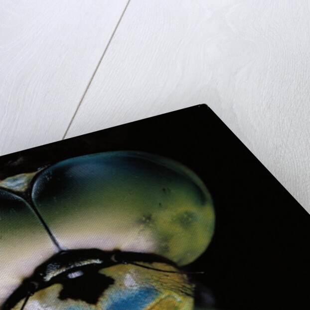 Anax imperator (emperor dragonfly) - eyes by Anonymous