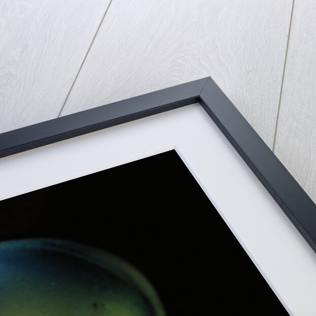 Anax imperator (emperor dragonfly) - eyes by Anonymous