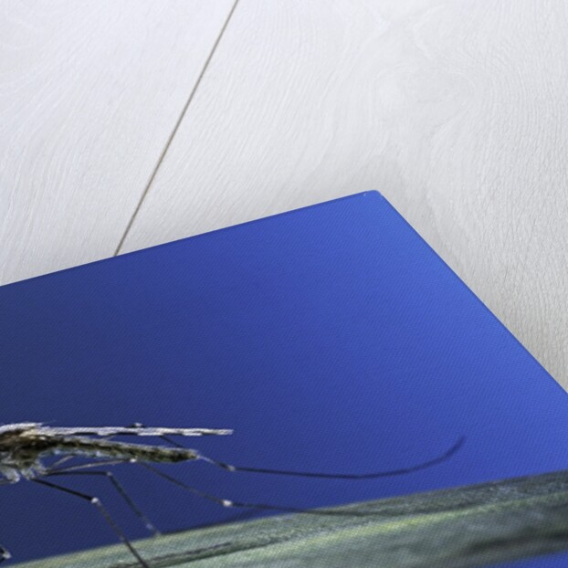 Anopheles maculipennis (malaria mosquito) by Anonymous