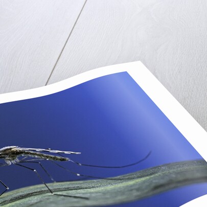 Anopheles maculipennis (malaria mosquito) by Anonymous