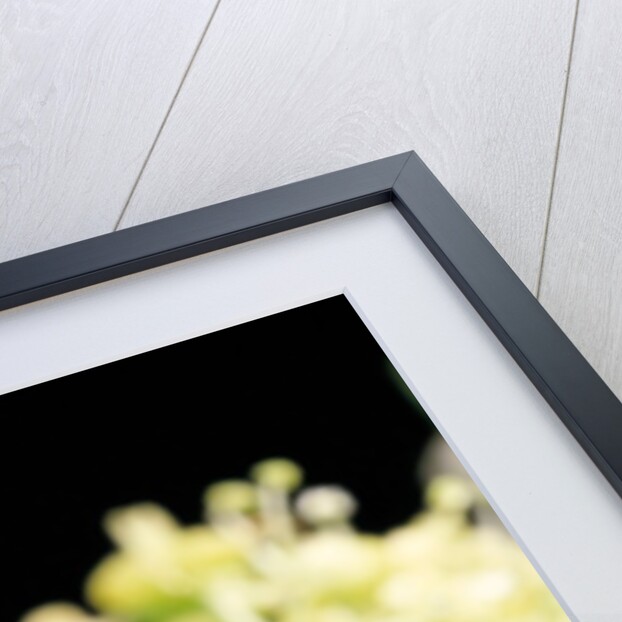 Anostirus purpureus (click beetle) by Anonymous