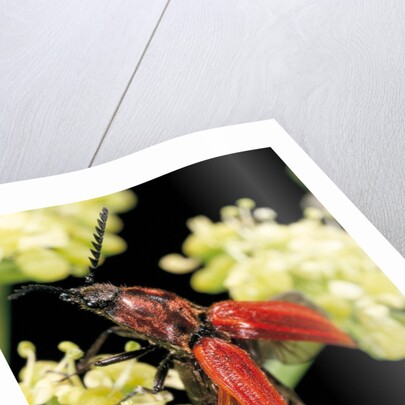 Anostirus purpureus (click beetle) by Anonymous