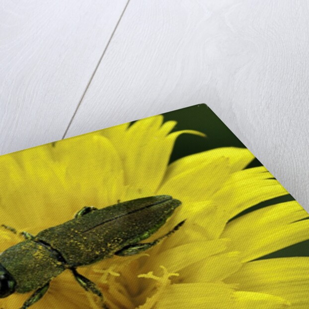 Anthaxia hungarica (jewel beetle) by Anonymous