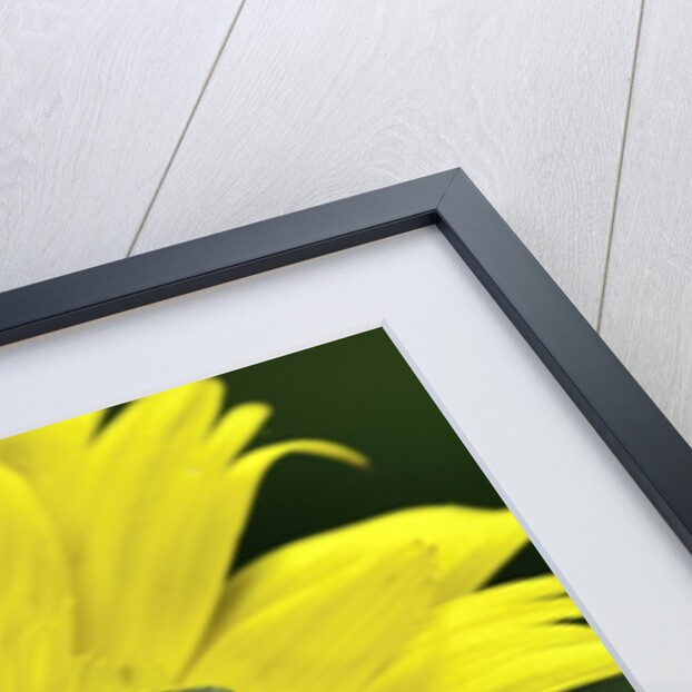 Anthaxia hungarica (jewel beetle) by Anonymous