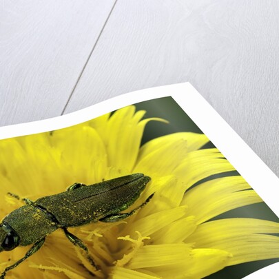 Anthaxia hungarica (jewel beetle) by Anonymous