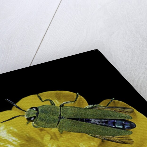 Anthaxia hungarica (jewel beetle) by Anonymous