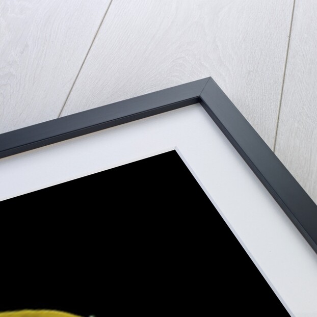 Anthaxia hungarica (jewel beetle) by Anonymous