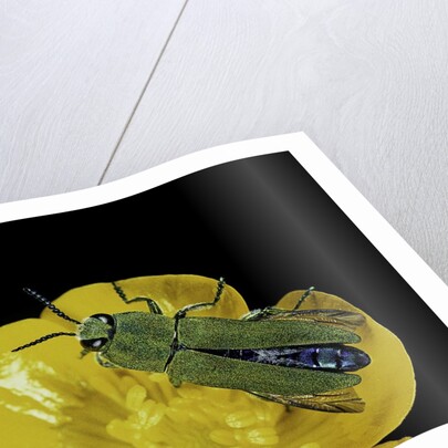 Anthaxia hungarica (jewel beetle) by Anonymous