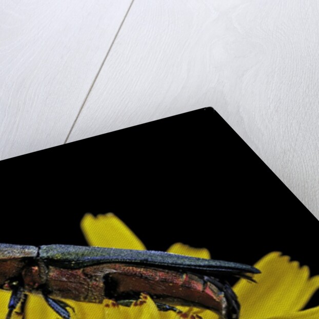 Anthaxia hungarica (jewel beetle) by Anonymous