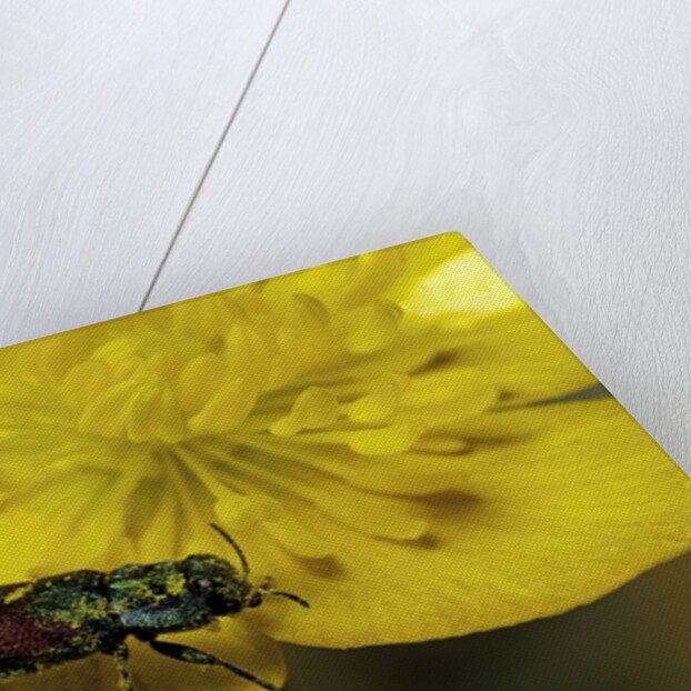 Anthaxia salicis (pasture splendour beetle) by Anonymous