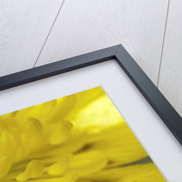 Anthaxia salicis (pasture splendour beetle) by Anonymous