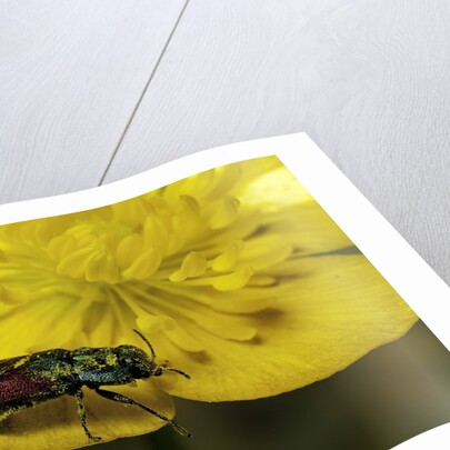 Anthaxia salicis (pasture splendour beetle) by Anonymous