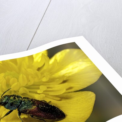 Anthaxia salicis (pasture splendour beetle) by Anonymous