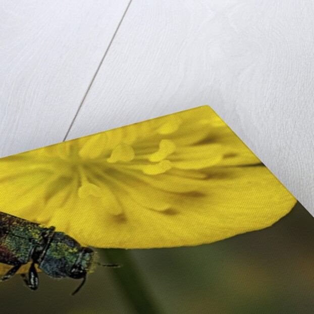 Anthaxia salicis (pasture splendour beetle) by Anonymous