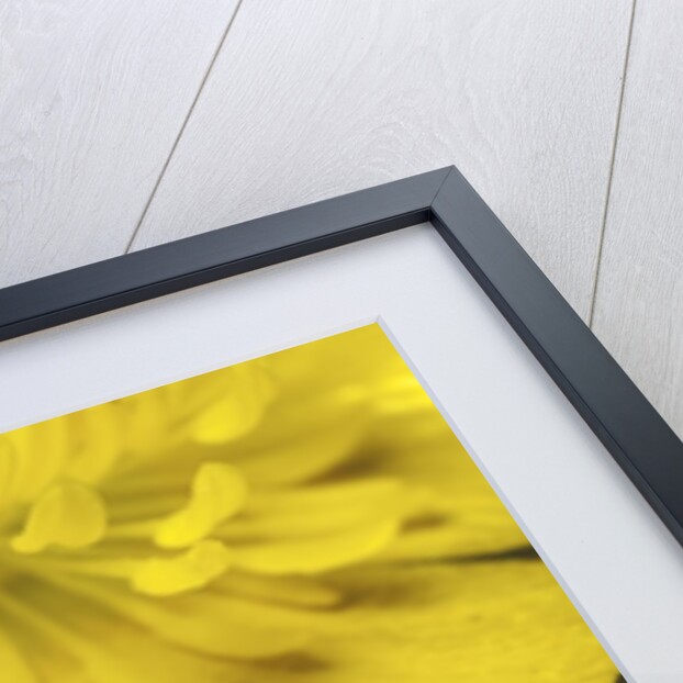 Anthaxia salicis (pasture splendour beetle) by Anonymous