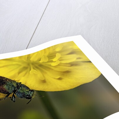 Anthaxia salicis (pasture splendour beetle) by Anonymous