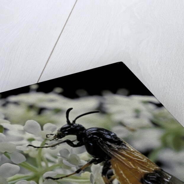 Arge cyanocrocea (bramble sawfly) by Anonymous