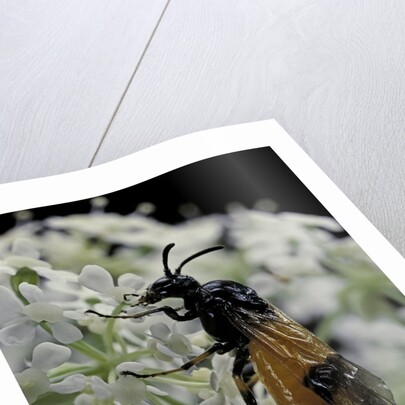 Arge cyanocrocea (bramble sawfly) by Anonymous