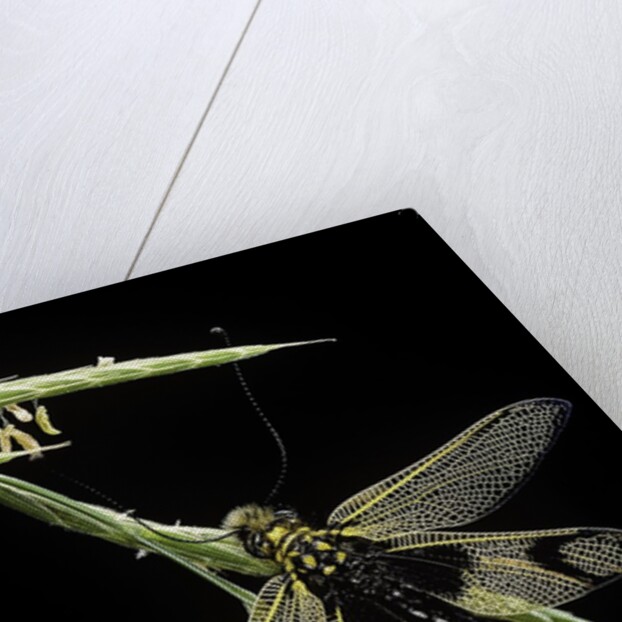 Libelloides longicornis (owlfly) by Anonymous