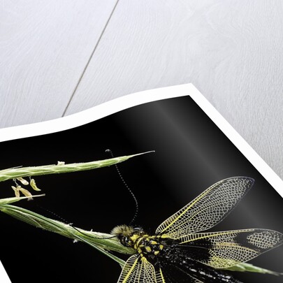 Libelloides longicornis (owlfly) by Anonymous