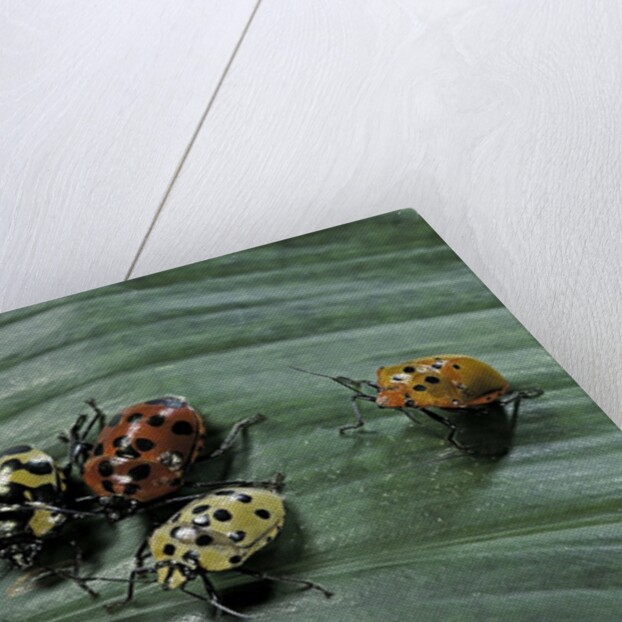 Augocoris gomesii (Amazonia bug) by Anonymous