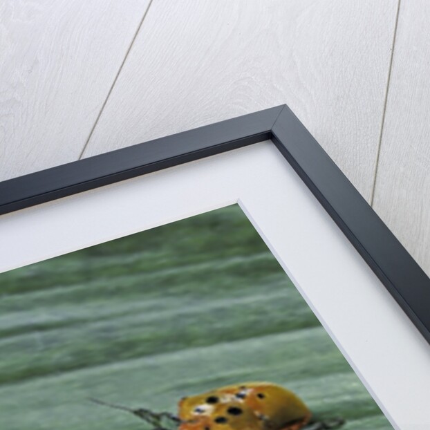 Augocoris gomesii (Amazonia bug) by Anonymous