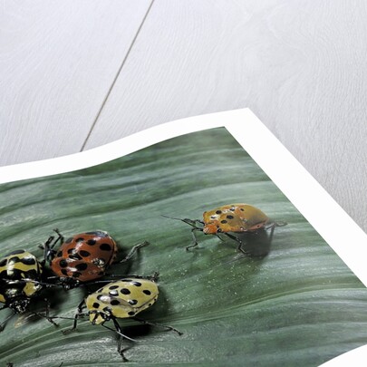 Augocoris gomesii (Amazonia bug) by Anonymous