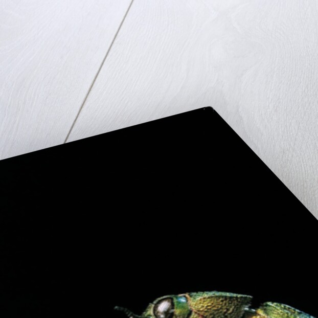 Aurigena unicolor (jewel beetle) by Anonymous