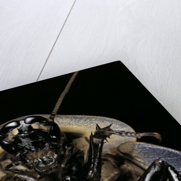 Blaberus giganteus (giant cockroach) by Anonymous