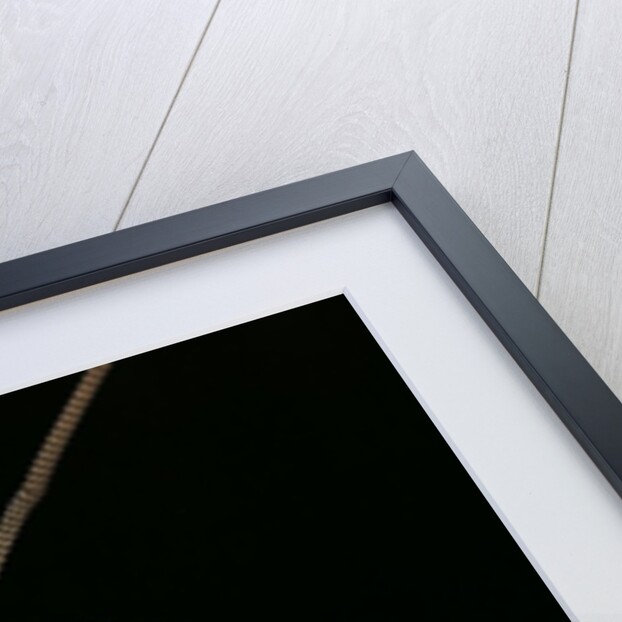 Blaberus giganteus (giant cockroach) by Anonymous