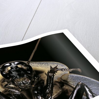 Blaberus giganteus (giant cockroach) by Anonymous