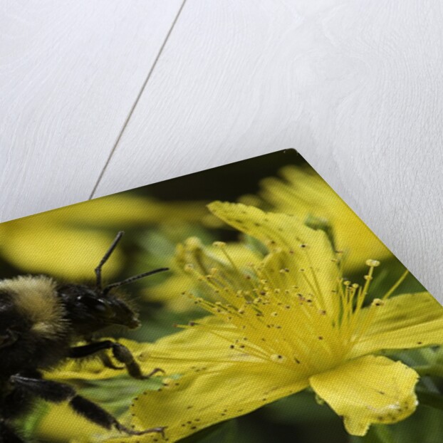 Bombus hortorum (small garden bumblebee) by Anonymous