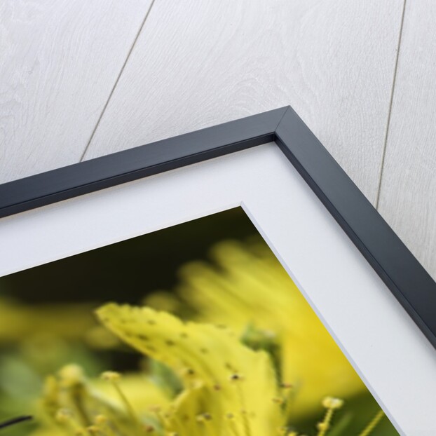 Bombus hortorum (small garden bumblebee) by Anonymous