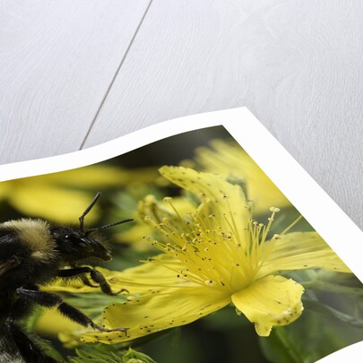 Bombus hortorum (small garden bumblebee) by Anonymous