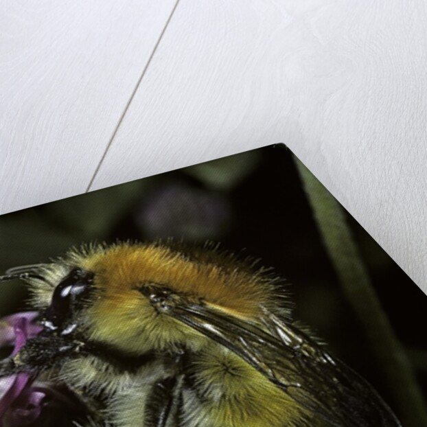 Bombus pascuorum (brown bumblebee, common carder bee) by Anonymous