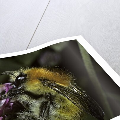 Bombus pascuorum (brown bumblebee, common carder bee) by Anonymous