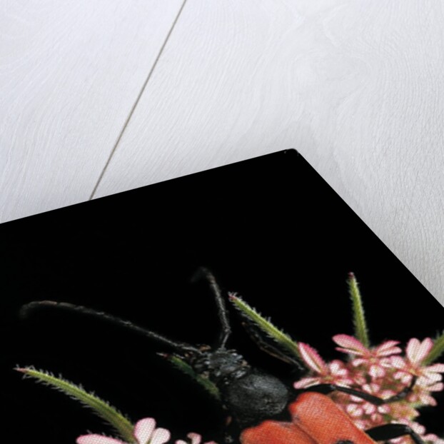 Stictoleptura cordigera (long-horned beetle) by Anonymous