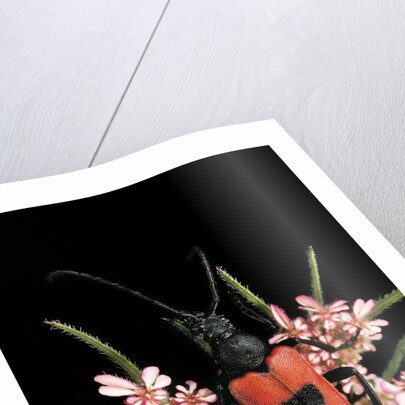 Stictoleptura cordigera (long-horned beetle) by Anonymous