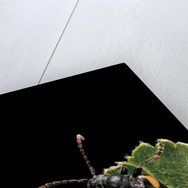 Brachyta borni (long-horned beetle) by Anonymous