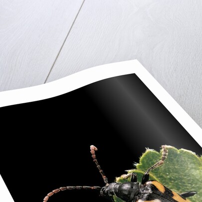 Brachyta borni (long-horned beetle) by Anonymous