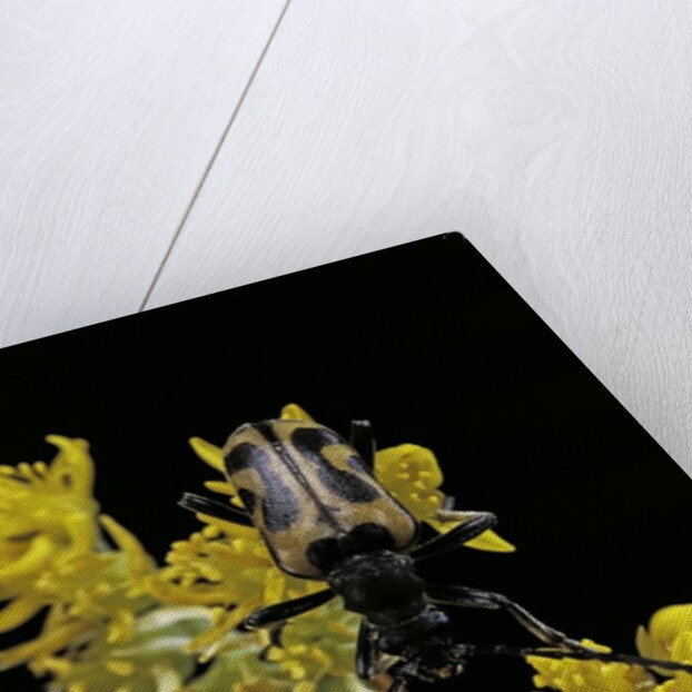 Brachyta interrogationis (long-horned beetle) by Anonymous