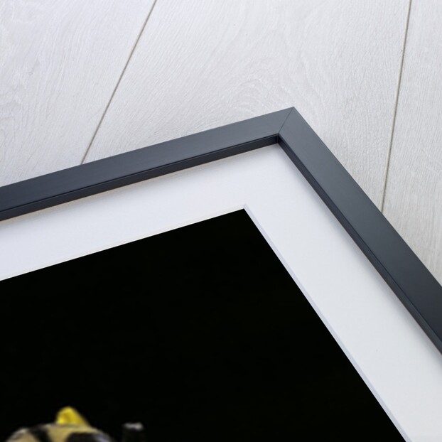 Brachyta interrogationis (long-horned beetle) by Anonymous