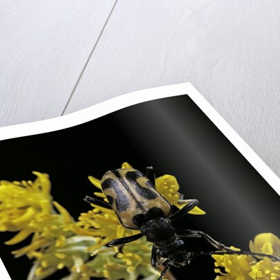 Brachyta interrogationis (long-horned beetle) by Anonymous