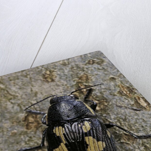 Buprestis novemmaculata (jewel beetle) by Anonymous